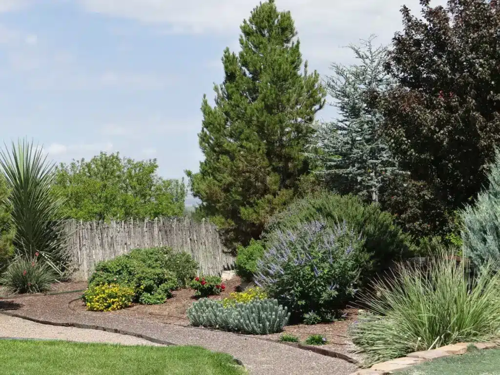 Established perennials, shrubs, and trees still may need attention in a dry winter.