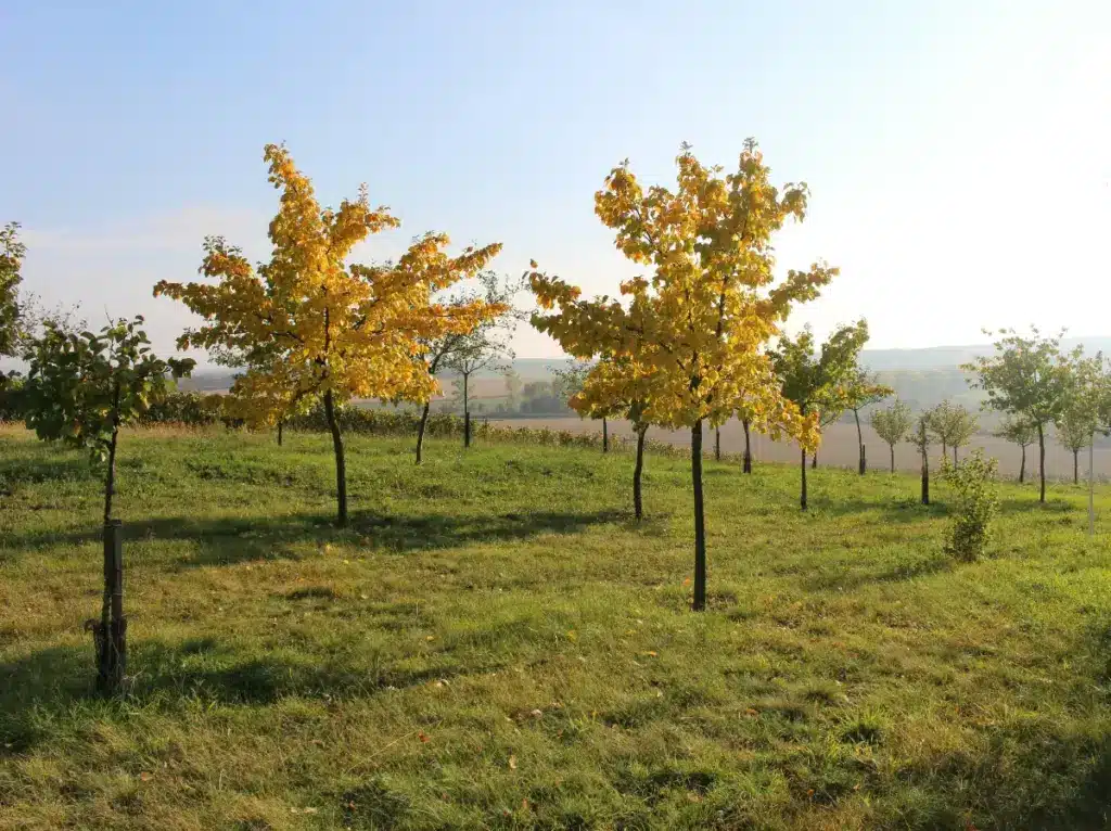 Winter watering needs of small new trees in a landscape