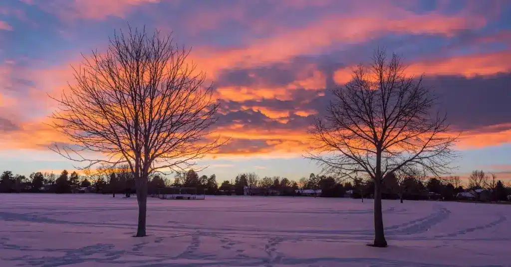 Winter landscape care in Denver area